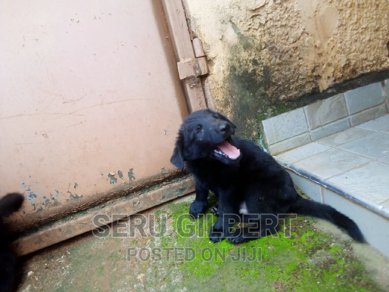 1-3 months Male Purebred German Shepherd