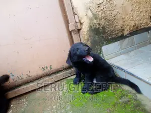 1-3 months Male Purebred German Shepherd