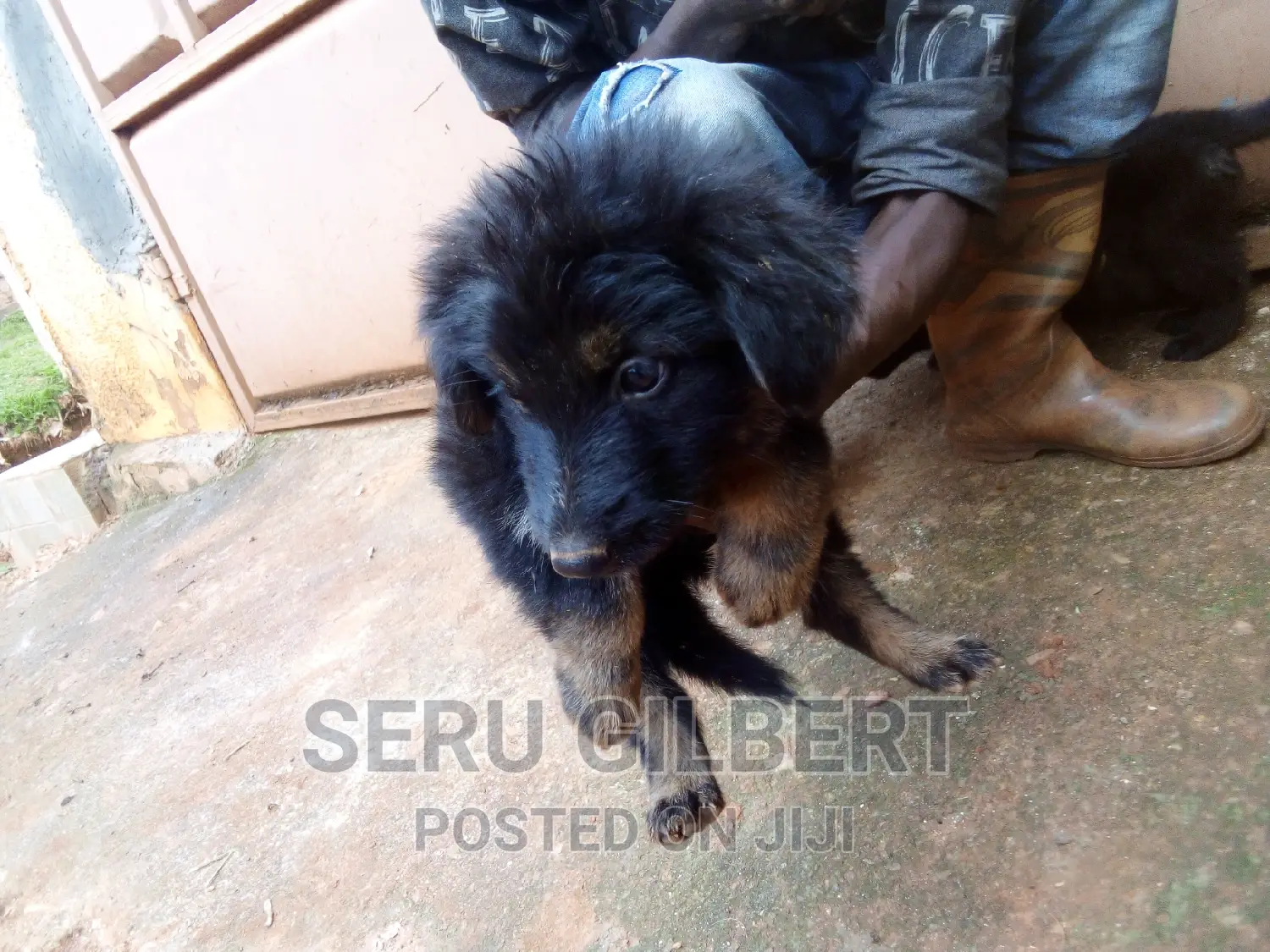 1-3 months Male Purebred German Shepherd