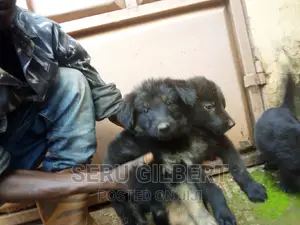 3-6 months Male Purebred German Shepherd