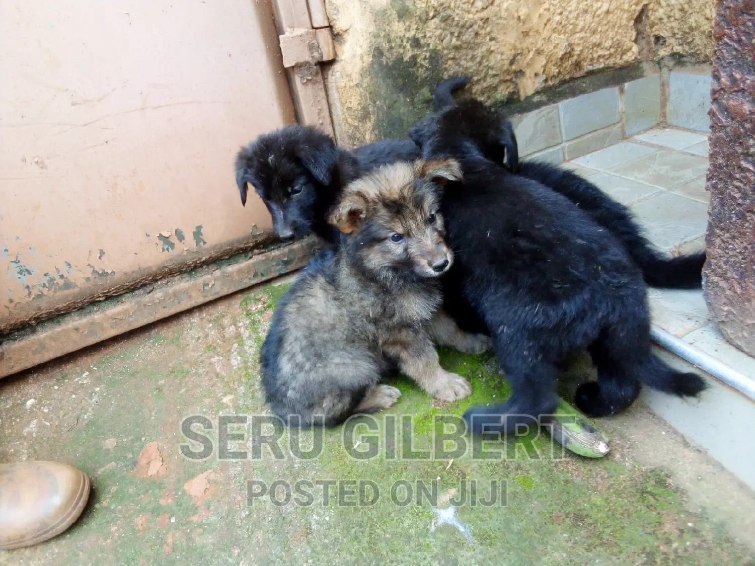 0-1 month Male Purebred German Shepherd