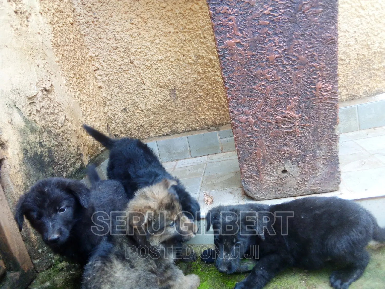 3-6 months Male Purebred German Shepherd