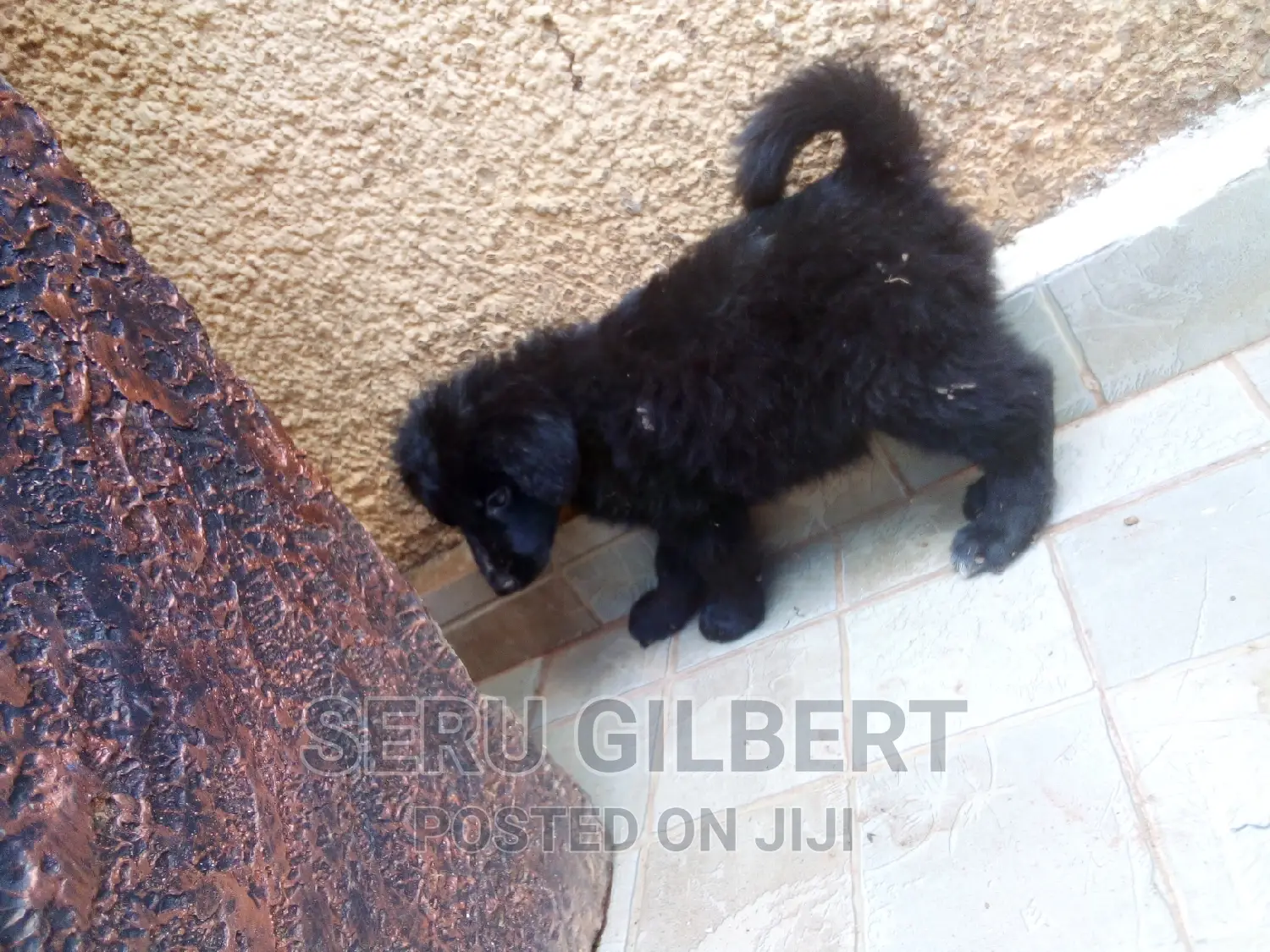 1-3 months Male Purebred German Shepherd