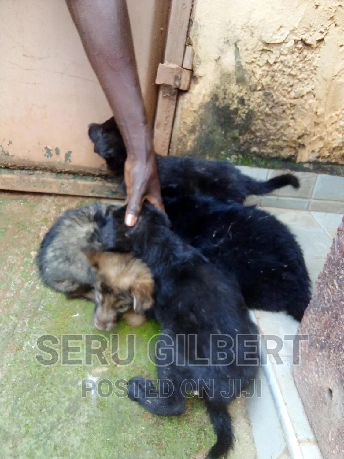 1-3 months Male Purebred German Shepherd