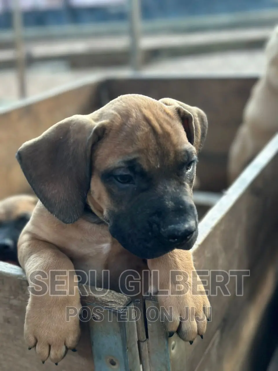 1-3 months Male Purebred Boerboel