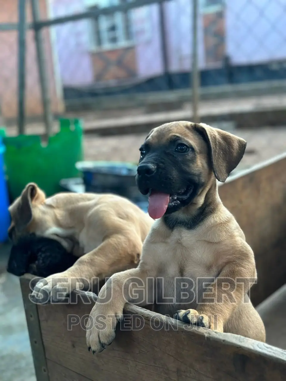 1-3 months Male Purebred German Shepherd