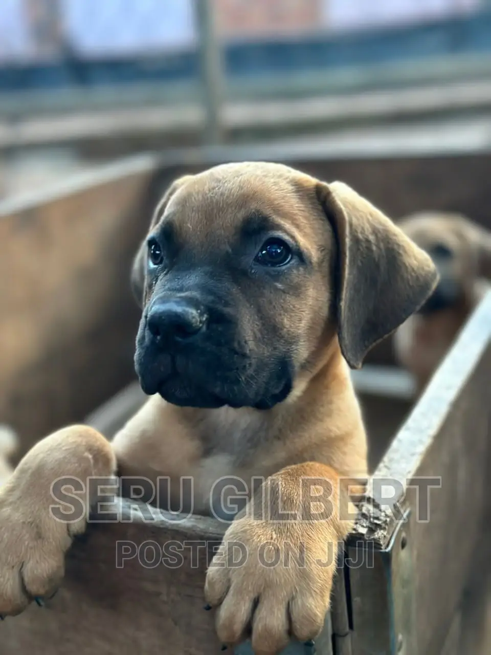 1-3 months Male Purebred Boerboel