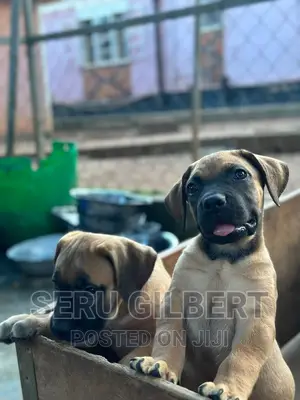 3-6 months Male Purebred Boerboel