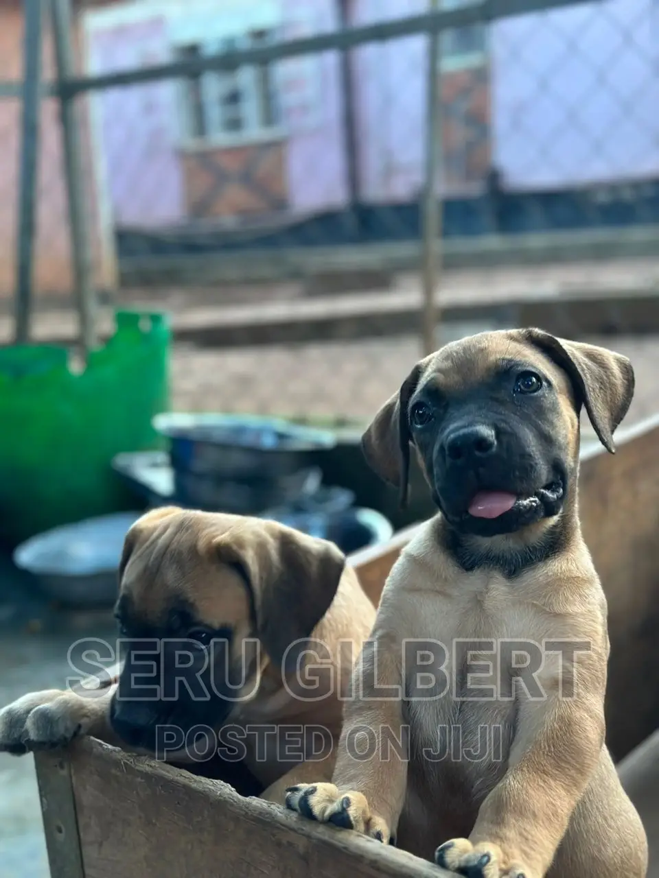 3-6 months Male Purebred Boerboel