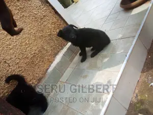 1-3 months Male Purebred German Shepherd