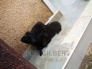 1-3 months Male Purebred German Shepherd