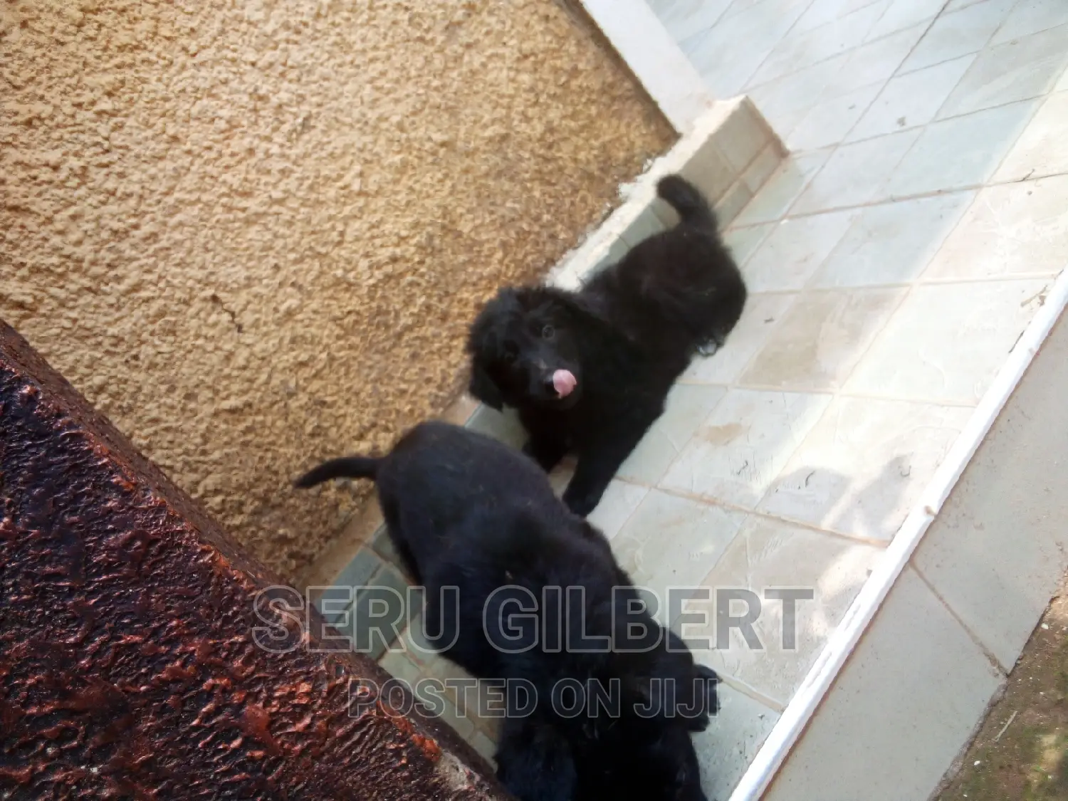 1-3 months Female Purebred German Shepherd