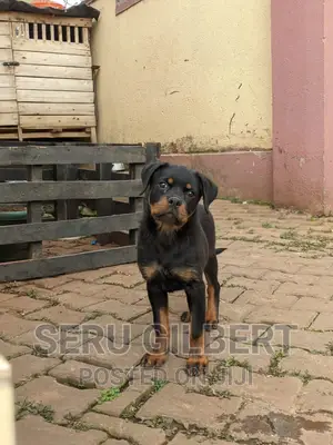1-3 months Male Purebred Rottweiler
