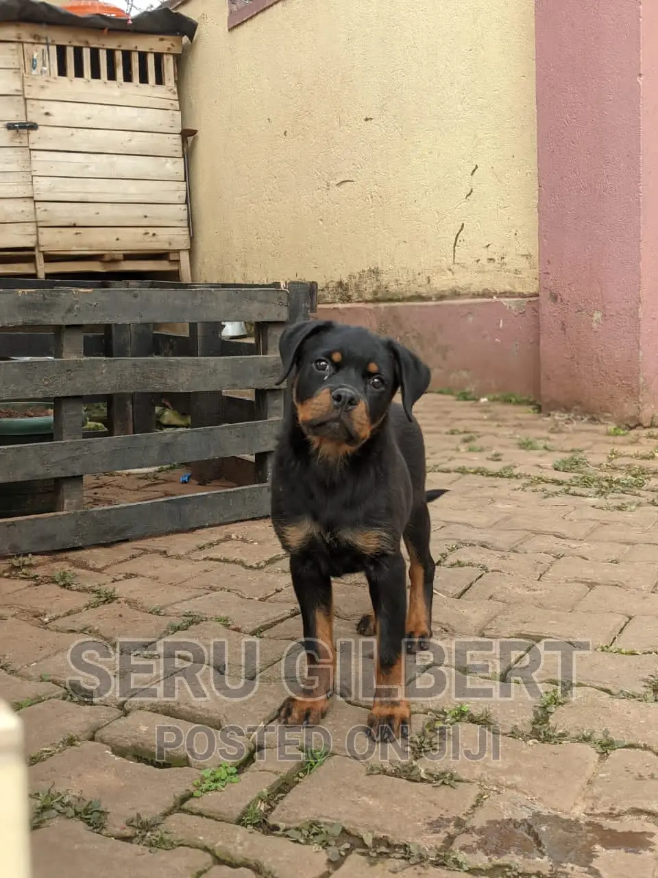 1-3 months Male Purebred Rottweiler