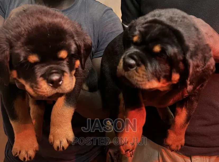 1-3 months Male Purebred Rottweiler