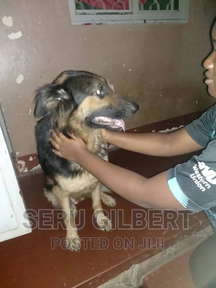 6-12 months Female Purebred German Shepherd