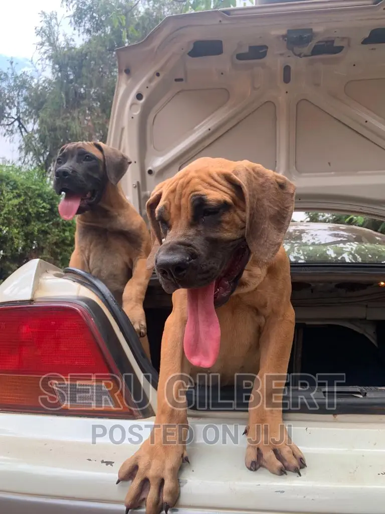 3-6 months Male Purebred Boerboel