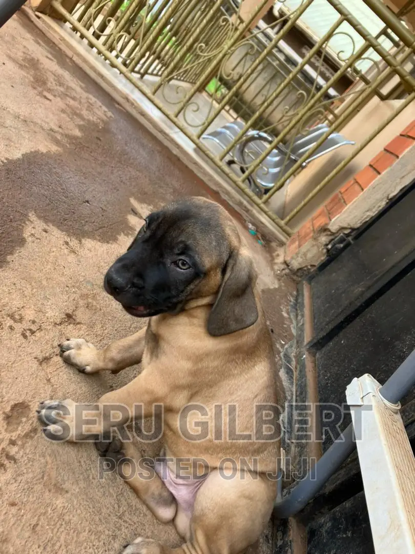 3-6 months Male Purebred Boerboel