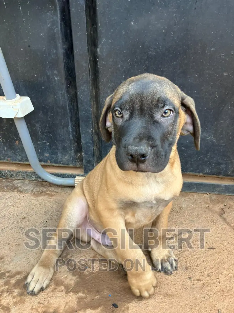 3-6 months Male Purebred Boerboel