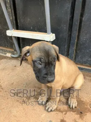 3-6 months Male Purebred Boerboel