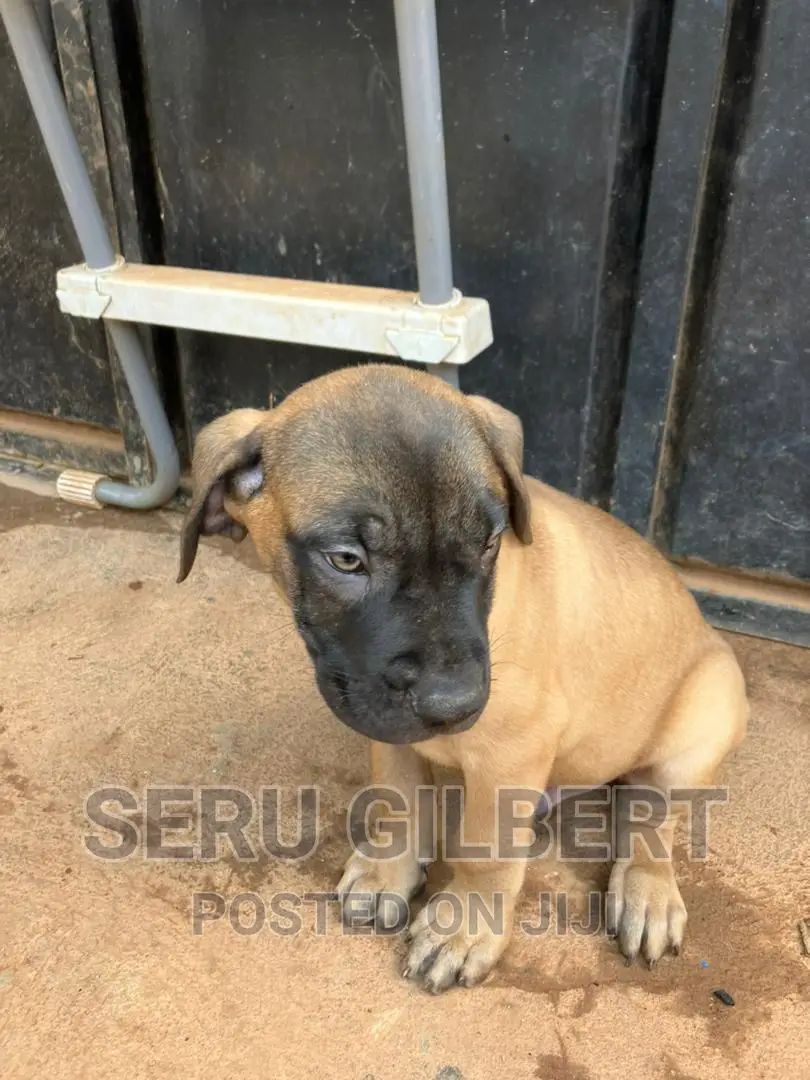3-6 months Male Purebred Boerboel