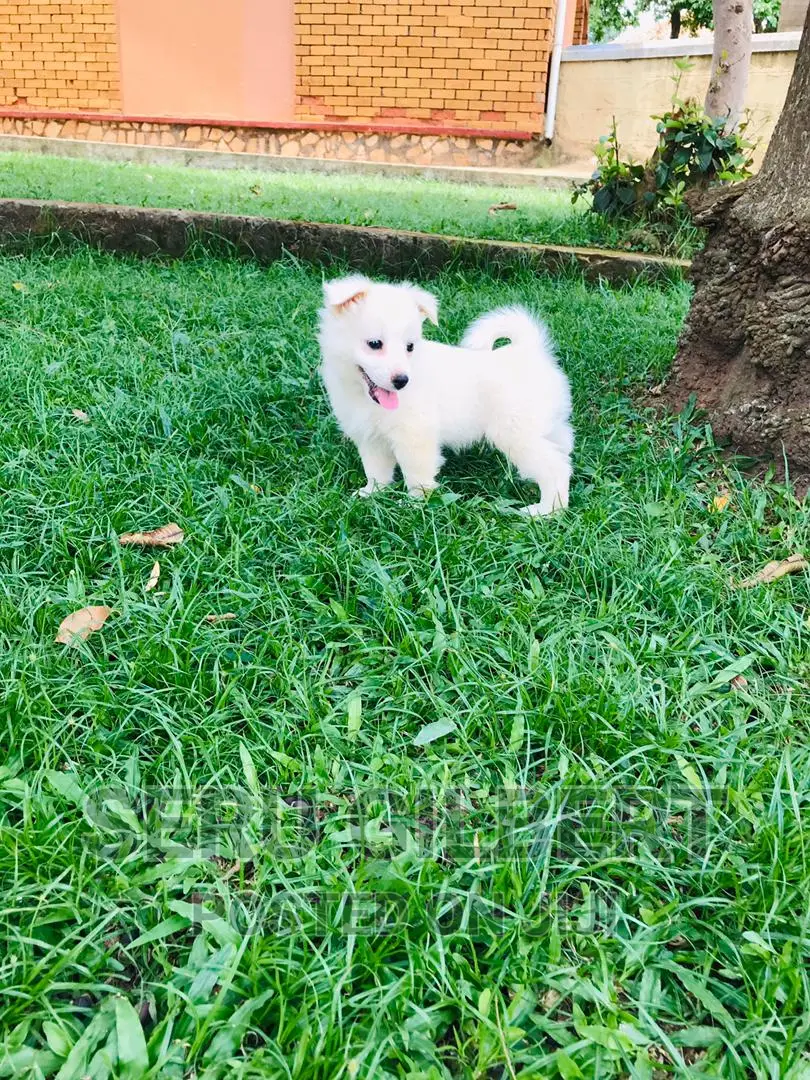 1-3 months Male Purebred Japanese Spitz