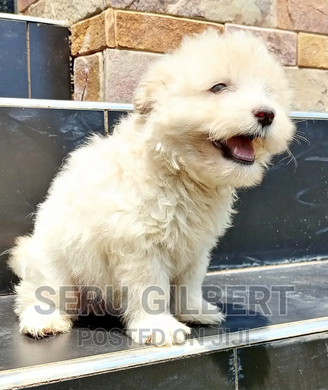 1-3 months Male Purebred Maltese
