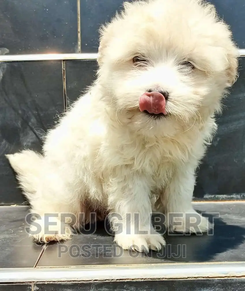 3-6 months Male Purebred Maltese