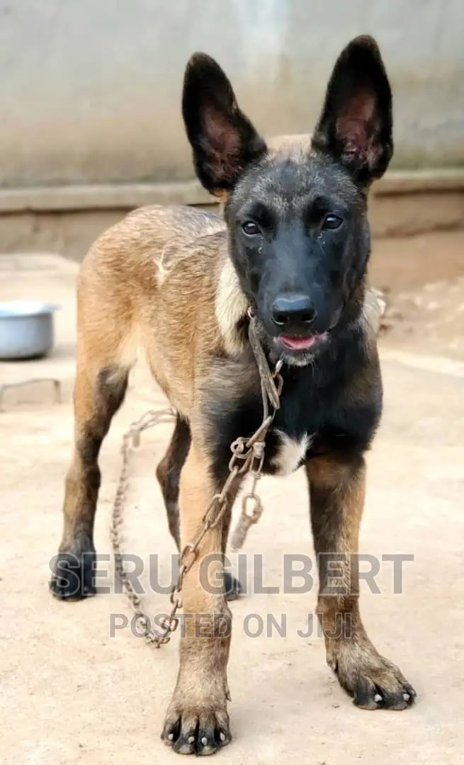 1-3 months Male Purebred Belgian Malinois