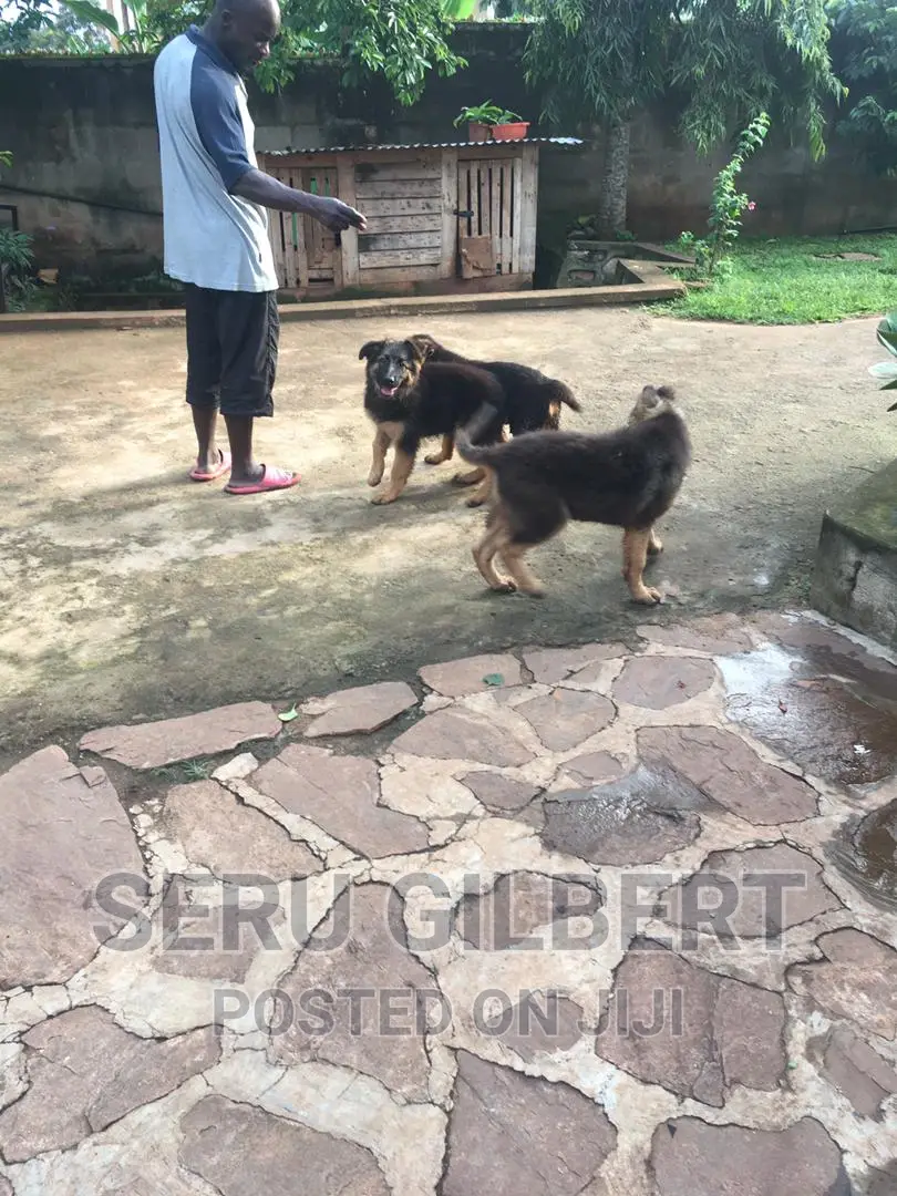 3-6 months Male Purebred German Shepherd