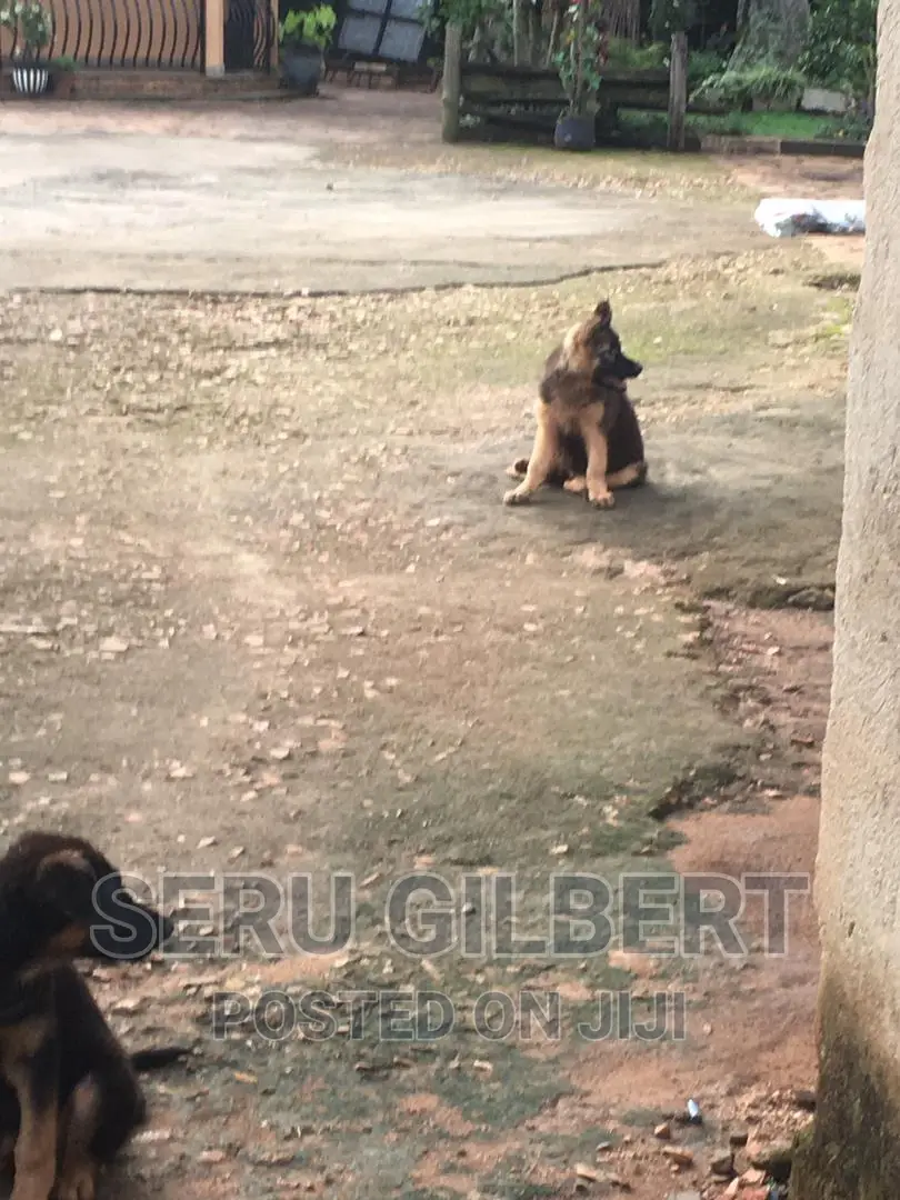 1-3 months Male Purebred German Shepherd