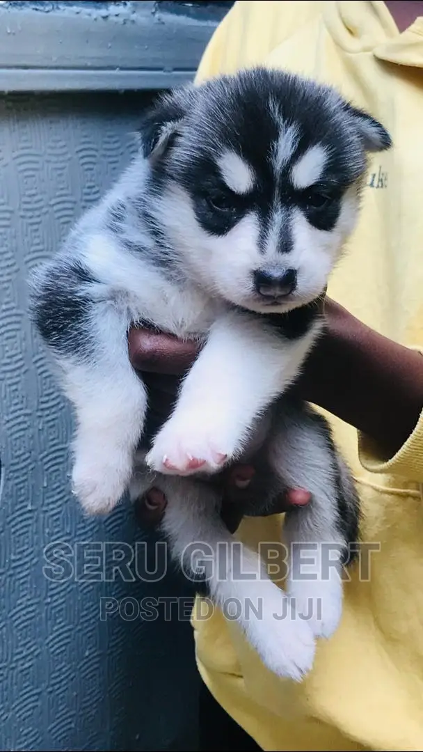 3-6 months Male Purebred Siberian Husky