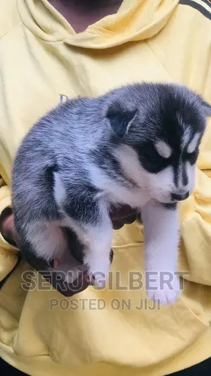 0-1 month Male Purebred Siberian Husky