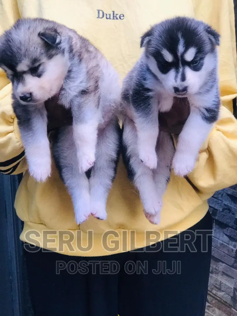 1-3 months Male Purebred German Shepherd
