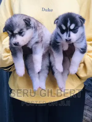 0-1 month Male Purebred Siberian Husky