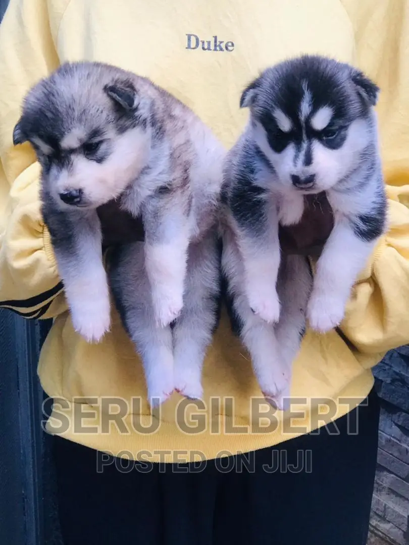 0-1 month Male Purebred Siberian Husky