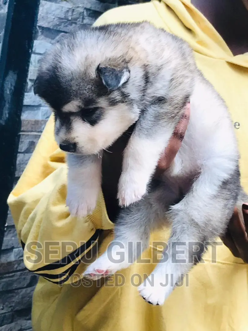3-6 months Male Purebred Siberian Husky