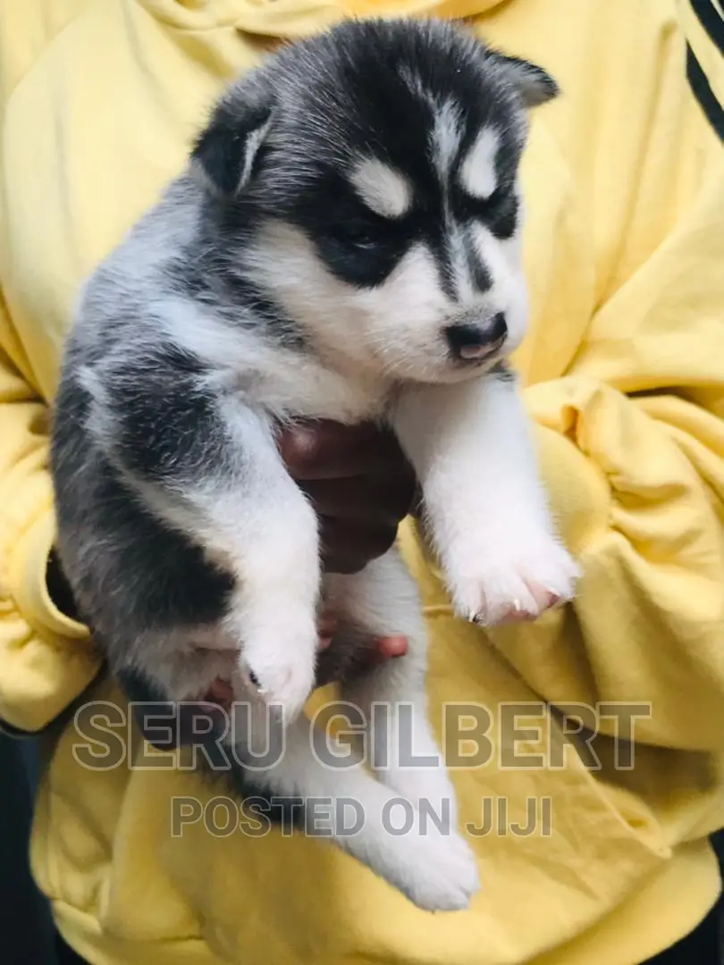 3-6 months Male Purebred Siberian Husky