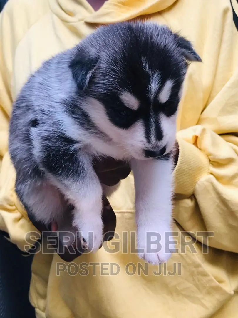 3-6 months Male Purebred Siberian Husky