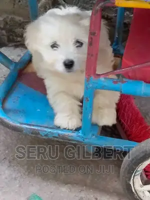 Photo - 3-6 months Male Purebred Maltese