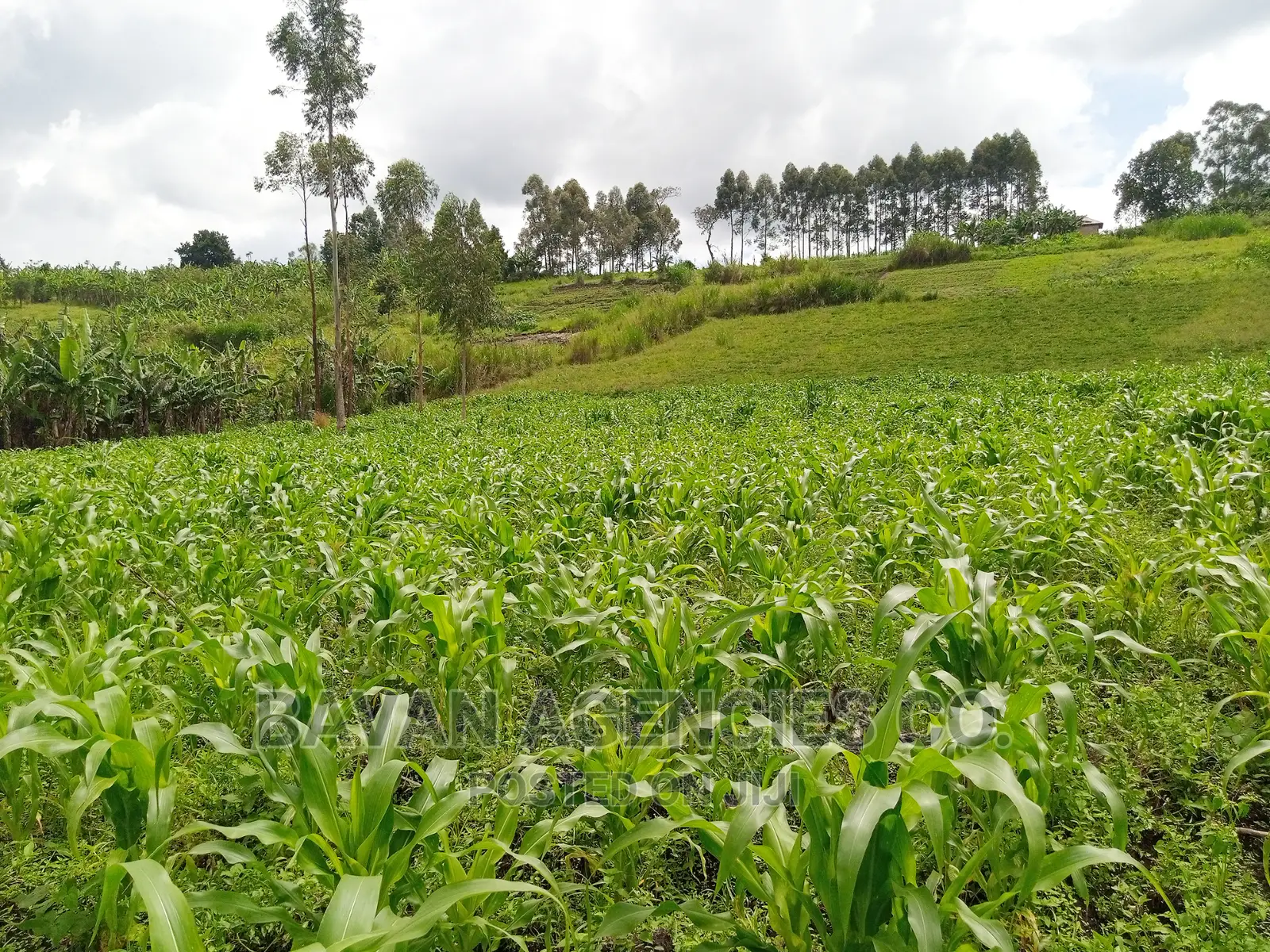 3 Acres of Land for Sale in Rwetera, Fort Portal.