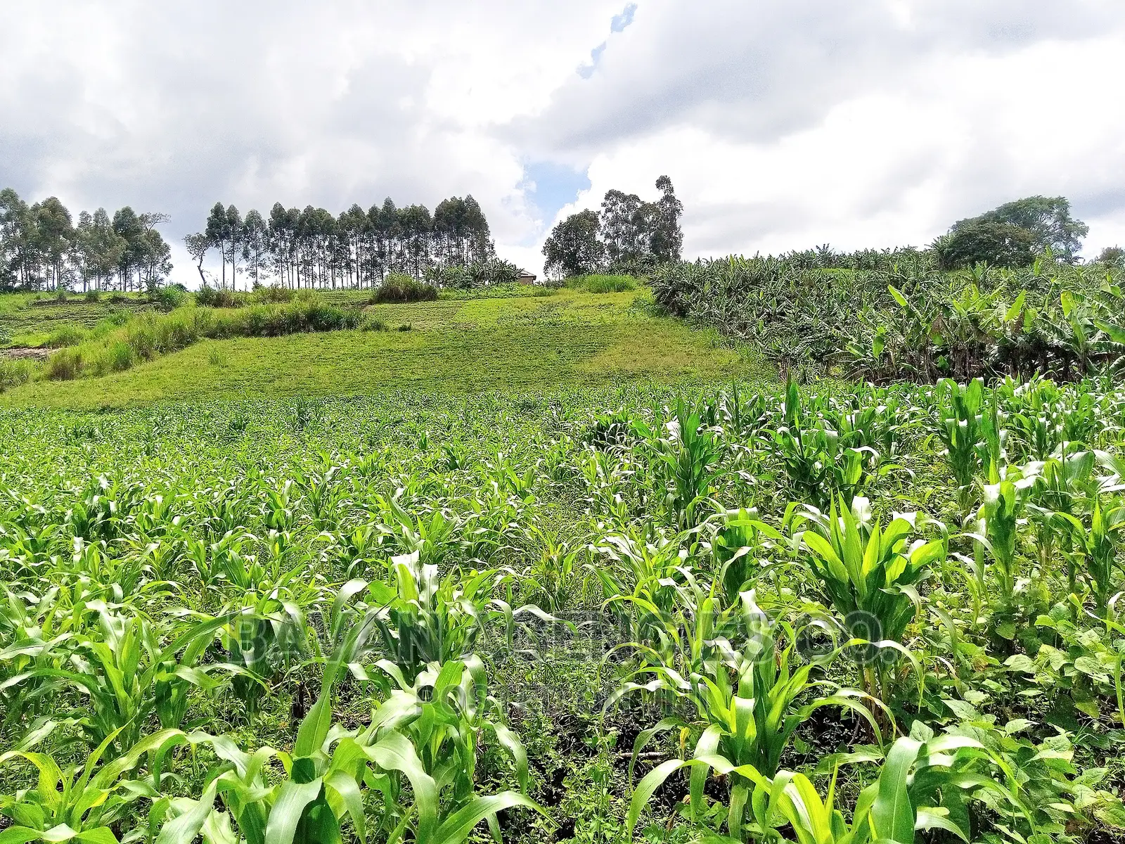 3 Acres of Land for Sale in Rwetera, Fort Portal.