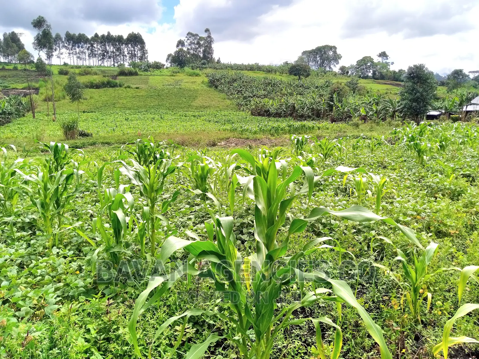 3 Acres of Land for Sale in Rwetera, Fort Portal.