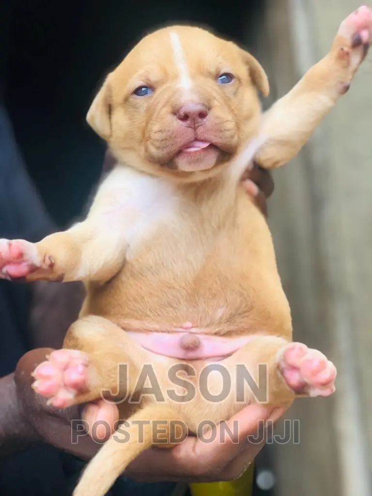 1-3 months Male Purebred American Pit Bull Terrier