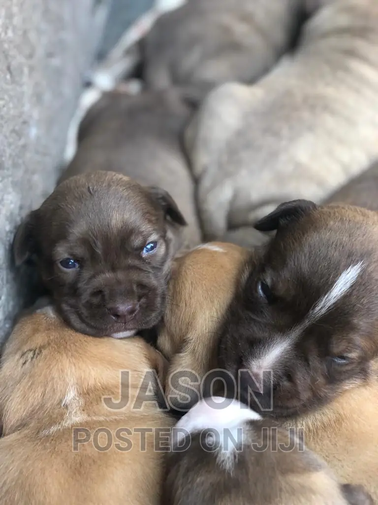 1-3 months Male Purebred American Pit Bull Terrier