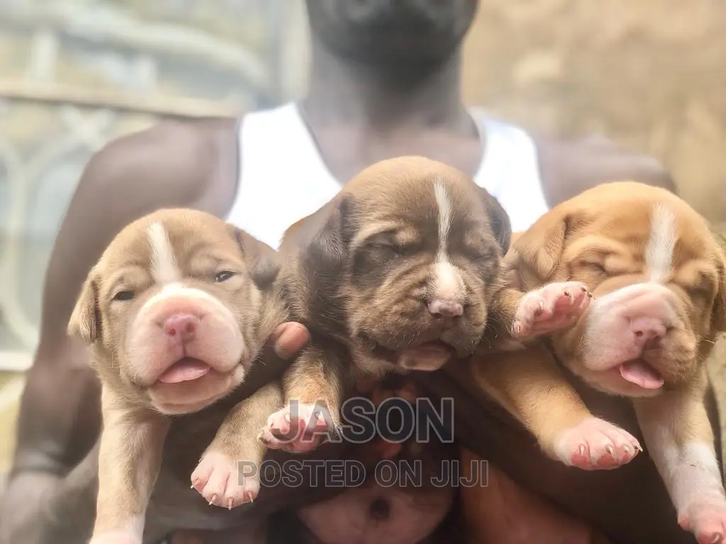 1-3 months Male Purebred American Pit Bull Terrier