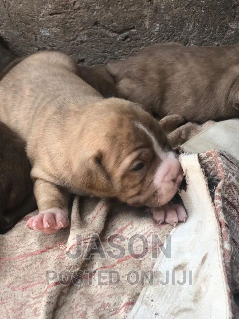 1-3 months Male Purebred American Pit Bull Terrier