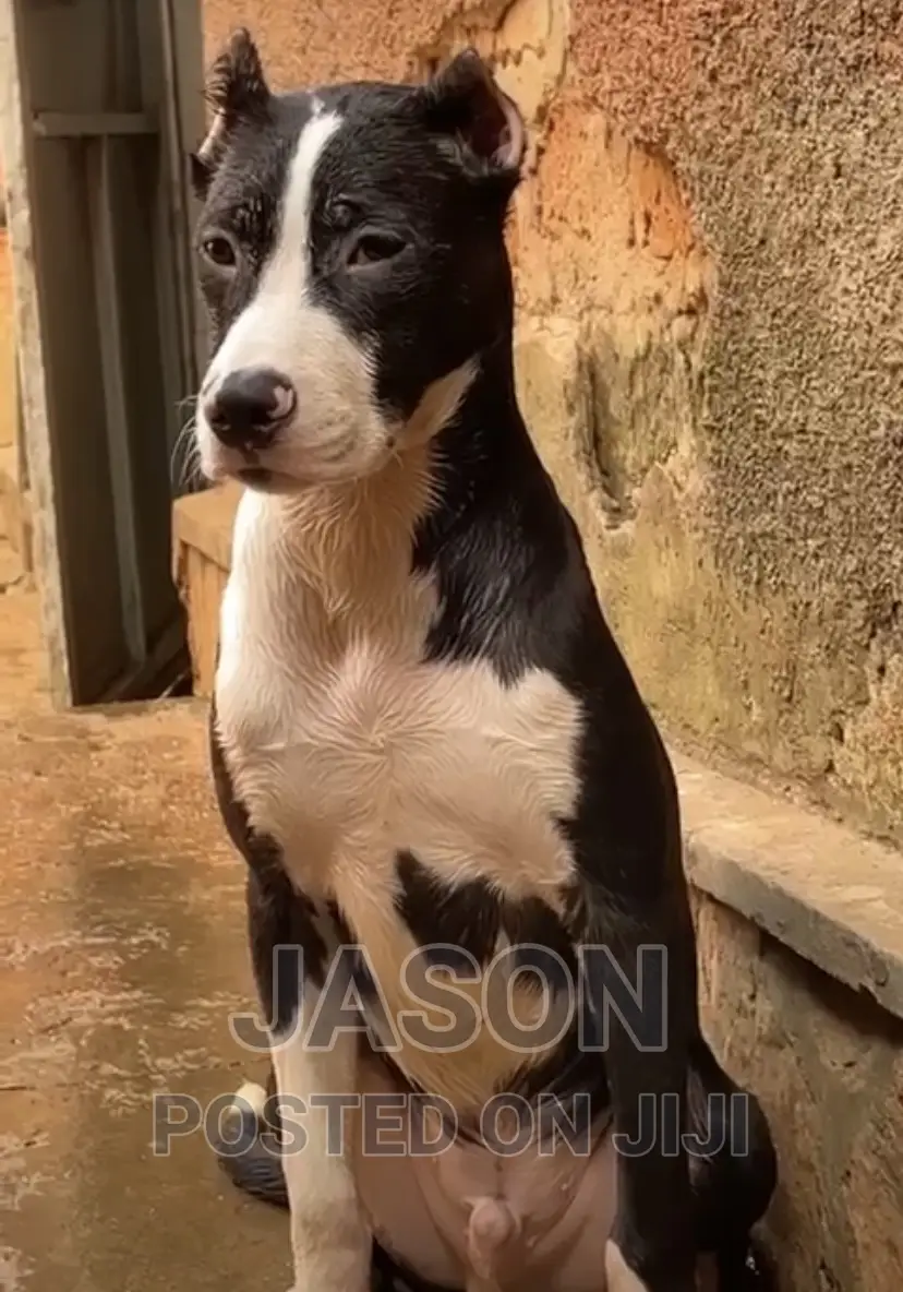 6-12 months Male Purebred American Pit Bull Terrier