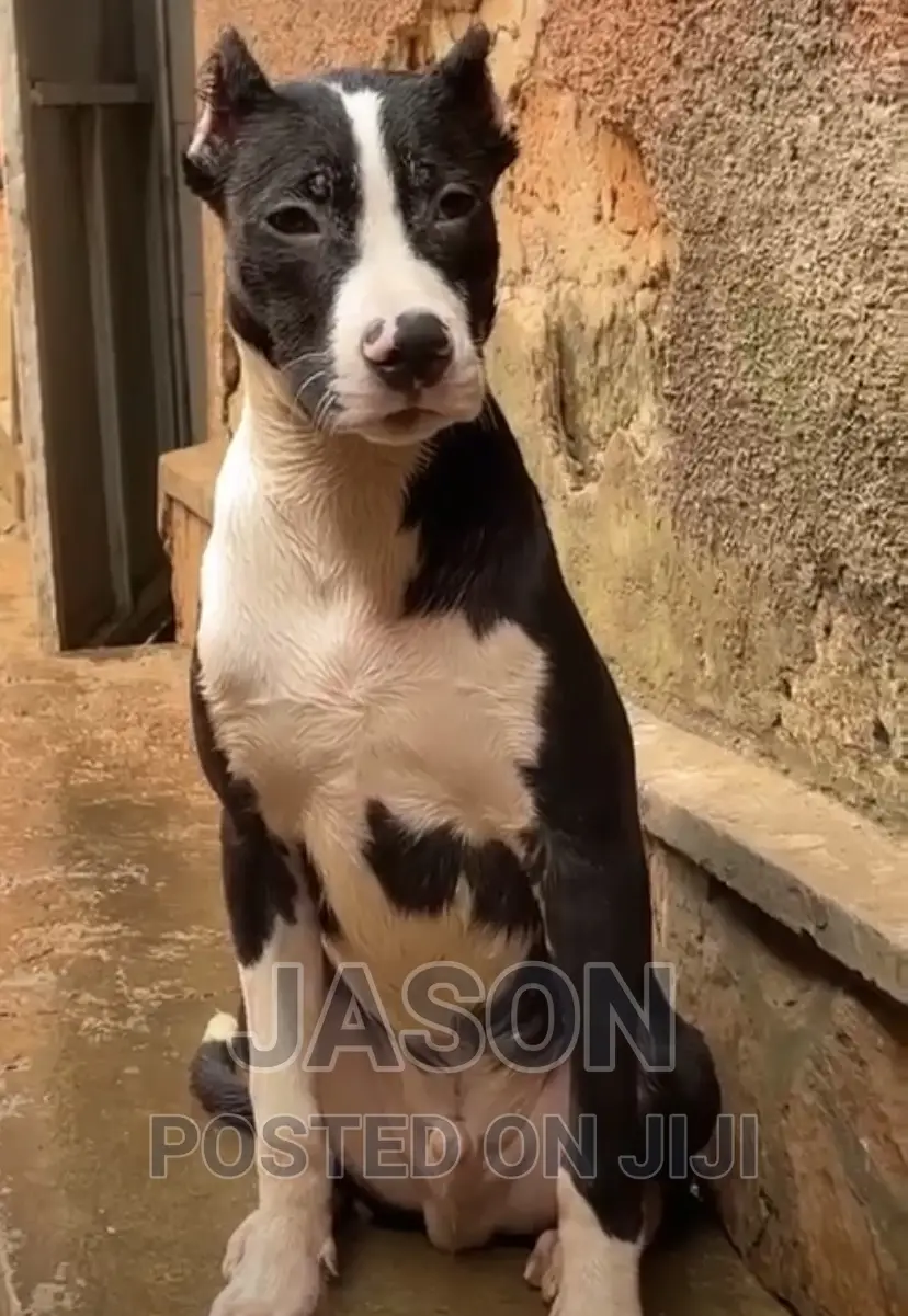 6-12 months Male Purebred American Pit Bull Terrier