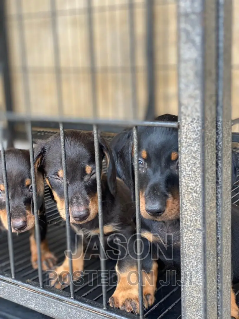 1-3 months Male Purebred Dachshund